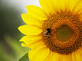 Sunflower with the bee in focus