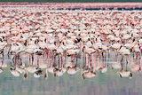 Thousands of Flamingos on Lake Nakuru