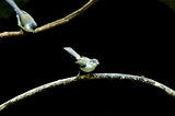 Blue-winged Minla (Minla cyanouroptera)