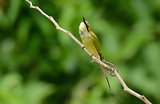 Geen Bee-eater (Merops orientalis)