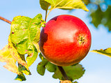 Closeup apple on tree