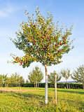 Picture of an apple tree
