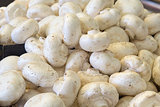 Common White Button Mushrooms