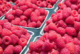 Red Raspberries in Boxes