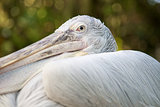 “In the Eye of the Pelican”