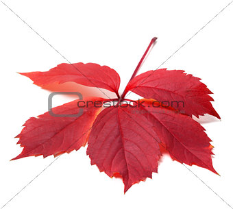 Autumn red leave (Virginia creeper leaf)