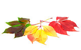 Three leafs of different seasons isolated on white background