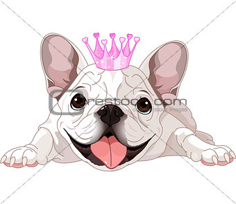 Royalty bulldog