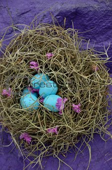  nest of blue eggs