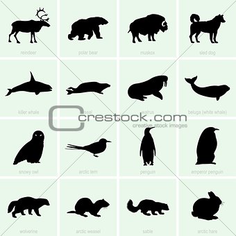 Polar animal icons