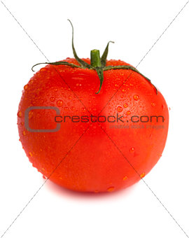 Ripe red tomato with water drops