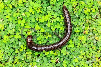 millipede  on a green 