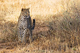 Beautiful Leopard in the Wild