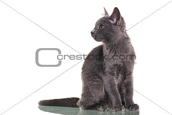 Chatreaux Kitten Sitting