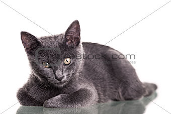 Chatreaux Kitten