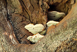 Bracket Fungus in Tree
