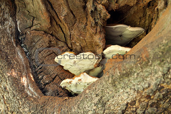 Bracket Fungus in Tree