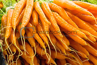 Bunches of Carrots Closeup