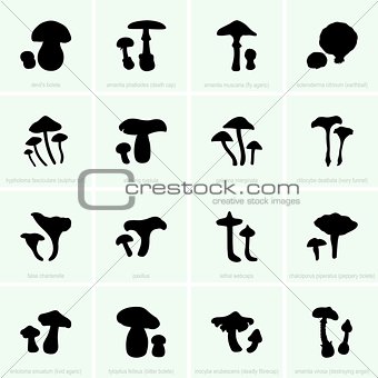 Inedible and poisonous mushrooms