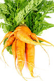 Big Carrot