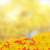 fall leaves on bokeh background