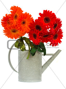 red and orange gerbera flowers