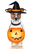 halloween pumpkin witch dog