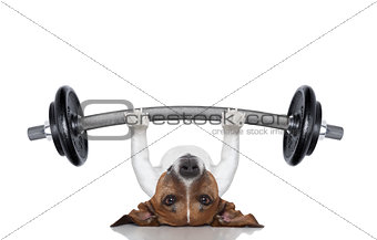 personal trainer dog
