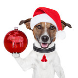 santa dog with  christmas ball on paw