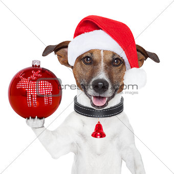 santa dog with  christmas ball on paw