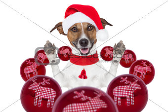 christmas dog with santa hat and balls 