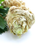 fresh organic celery root with green leaves