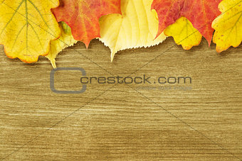 Different autumn leaves opn gold wood plank