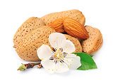 Almonds with leaves and flowers 