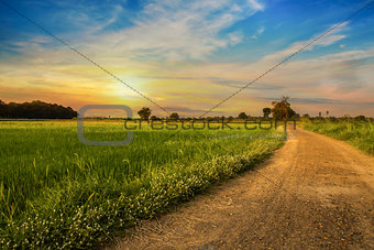 country road in green rice field