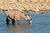 Gemsbok antelope drinking