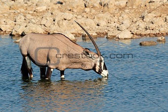 Gemsbok antelope drinking
