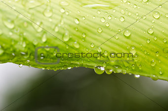 leaf and water drops