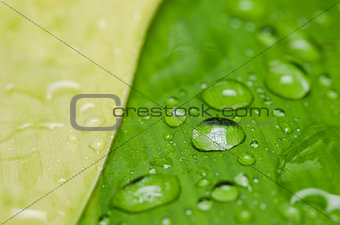 leaf and water drops