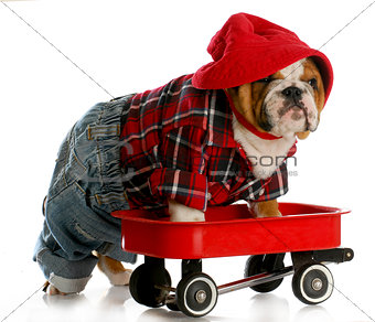puppy in a wagon