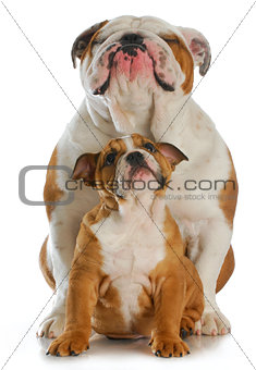 bulldog father and son
