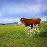 Cow in the field 