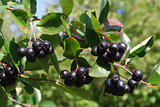 A branch of the ripe berries of a chokeberry.
