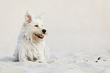 White dog on the beach