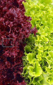 Lettuce Leaves Background