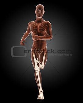 running male medical skeleton