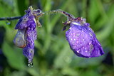 Dew covered flower