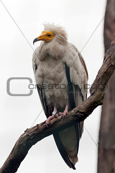 The egyptian vulture, also called the white scavenger vulture or