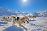 Sled dogs  running in Greenland