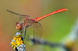 red dragonfly at rest; sympetrum vulgatum